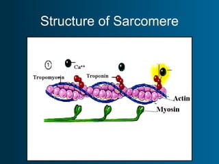Structure of Sarcomere
 
