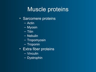Muscle proteins
• Sarcomere proteins
– Actin
– Myosin
– Titin
– Nebulin
– Tropomyosin
– Troponin
• Extra fiber proteins
– Vinculin
– Dystrophin
 