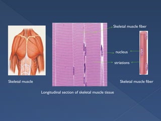 muscle physiology muscle proteins and mechanisms | PPTX