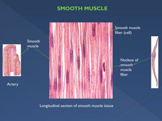 muscle physiology muscle proteins and mechanisms | PPTX