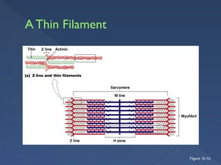 muscle physiology muscle proteins and mechanisms | PPTX