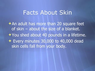Facts About Skin An adult has more than 20 square feet of skin  –  about the size of a blanket. You shed about 40 pounds in a lifetime. Every minutes 30,000 to 40,000 dead skin cells fall from your body.  