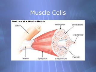 Muscle Cells 
