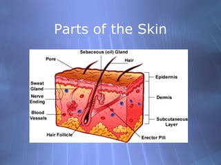 Parts of the Skin 