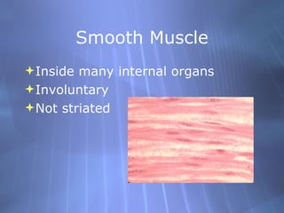 Smooth Muscle <ul><li>Inside many internal organs </li></ul><ul><li>Involuntary </li></ul><ul><li>Not striated </li></ul>