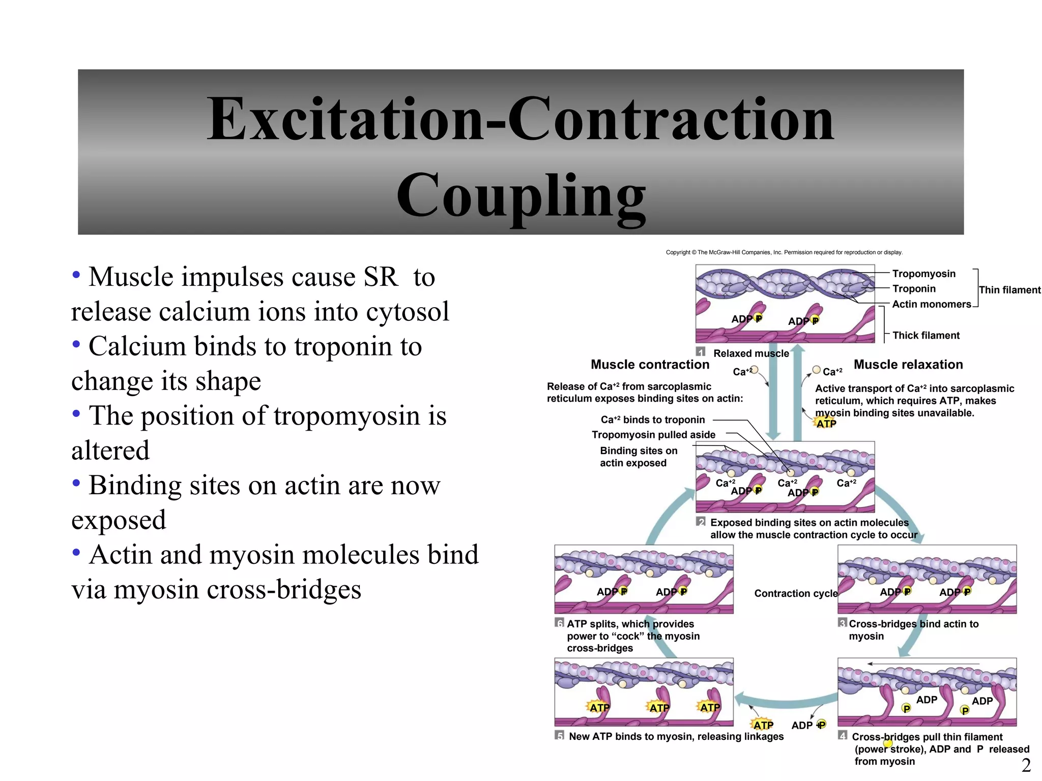 Excitation-Contraction
                 Coupling
                                                            Copyright © The McGraw-Hill Companies, Inc. Permission required for reproduction or display.




• Muscle impulses cause SR to                                                                                                                      Tropomyosin
                                                                                                                                                   Troponin                  Thin filament

release calcium ions into cytosol                                                    ADP P
                                                                                         +                 ADP P
                                                                                                               +
                                                                                                                                                   Actin monomers



• Calcium binds to troponin to
                                                                                                                                                   Thick filament
                                                                        1 Relaxed muscle
                                             Muscle contraction                                                                     Muscle relaxation
change its shape                                                                     Ca+2                               Ca+2
                                    Release of Ca from sarcoplasmic
                                                  +2
                                                                                                                     Active transport of Ca+2 into sarcoplasmic
                                    reticulum exposes binding sites on actin:                                        reticulum, which requires ATP, makes
• The position of tropomyosin is               Ca+2 binds to troponin
                                                                                                                     myosin binding sites unavailable.
                                                                                                                     ATP
                                             Tropomyosin pulled aside

altered                                        Binding sites on
                                               actin exposed

• Binding sites on actin are now                                               Ca+2
                                                                                  ADP +
                                                                                      P
                                                                                                       Ca+2
                                                                                                        ADP P
                                                                                                            +
                                                                                                                              Ca+2



exposed                                                                 2 Exposed binding sites on actin molecules
                                                                          allow the muscle contraction cycle to occur

• Actin and myosin molecules bind
via myosin cross-bridges                      ADP P
                                                  +       ADP +
                                                              P                               Contraction cycle                                ADP +
                                                                                                                                                   P                 ADP +
                                                                                                                                                                         P


                                      6 ATP splits, which provides                                                             3 Cross-bridges bind actin to
                                        power to “cock” the myosin                                                               myosin
                                        cross-bridges




                                                                                                                                                               ADP           ADP
                                            ATP          ATP             ATP                                                                               P            P
                                                                              ATP   ADP +P
                                      5 New ATP binds to myosin, releasing linkages                                            4 Cross-bridges pull thin filament
                                                                                                                                 (power stroke), ADP and P released
                                                                                                                                 from myosin
                                                                                                                                                                                     2
 