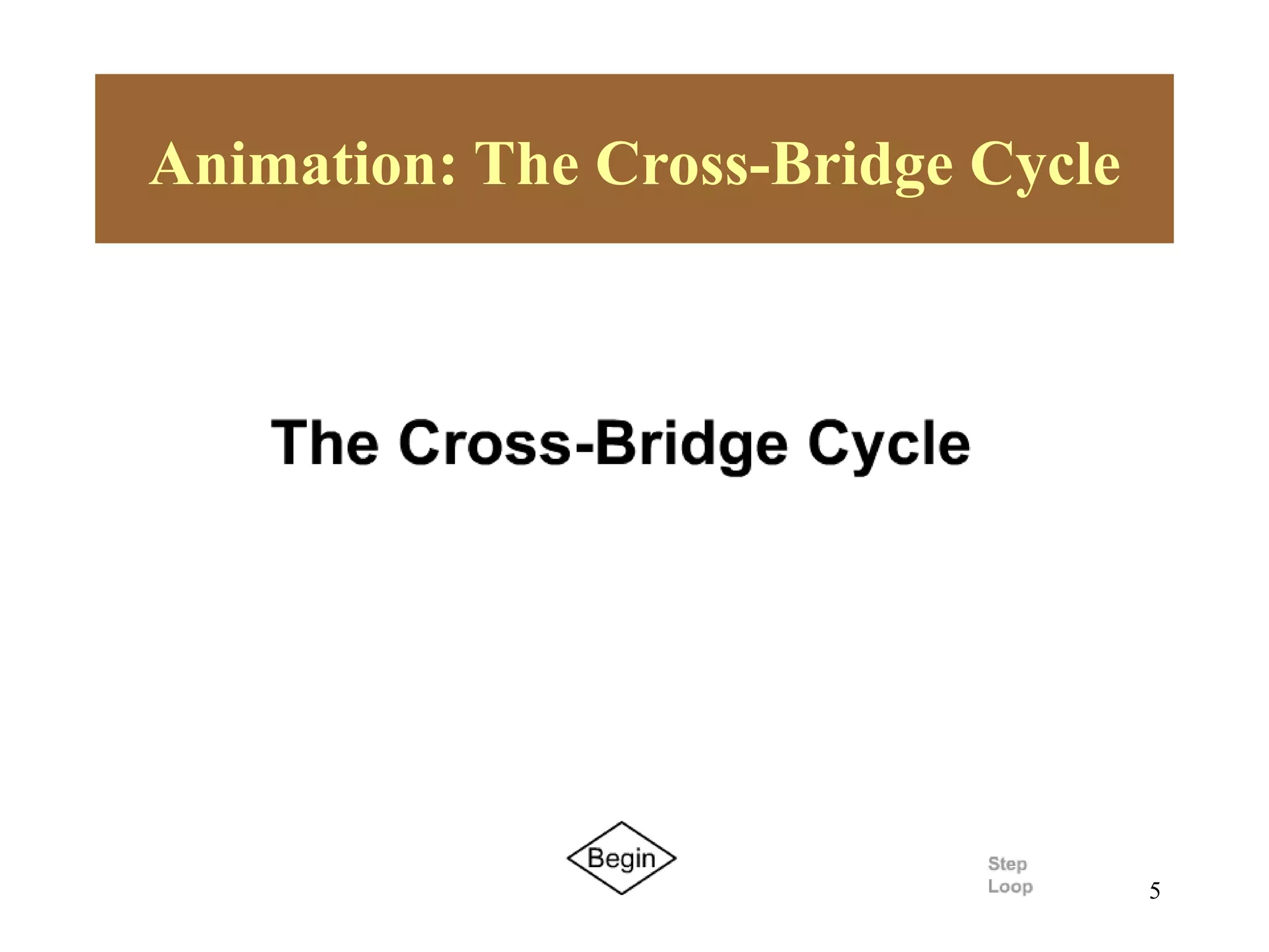Animation: The Cross-Bridge Cycle



        Please note that due to differing
        operating systems, some animations
        will not appear until the presentation is
        viewed in Presentation Mode (Slide
        Show view). You may see blank slides
        in the “Normal” or “Slide Sorter” views.
        All animations will appear after viewing
        in Presentation Mode and playing each
        animation. Most animations will require
        the latest version of the Flash Player,
        which is available at
        http://get.adobe.com/flashplayer.




                                                    5
 