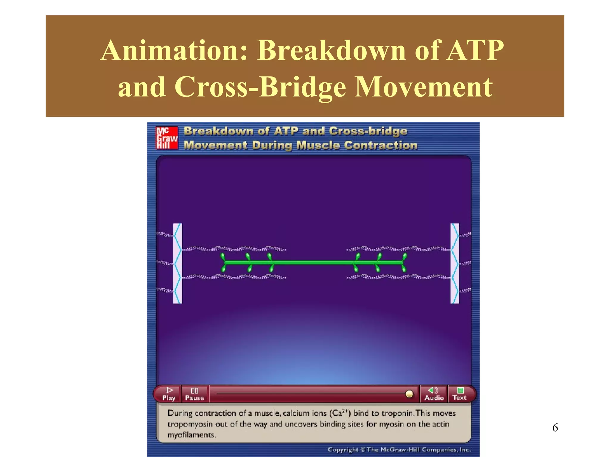 Animation: Breakdown of ATP
 and Cross-Bridge Movement



      Please note that due to differing
      operating systems, some animations
      will not appear until the presentation is
      viewed in Presentation Mode (Slide
      Show view). You may see blank slides
      in the “Normal” or “Slide Sorter” views.
      All animations will appear after viewing
      in Presentation Mode and playing each
      animation. Most animations will require
      the latest version of the Flash Player,
      which is available at
      http://get.adobe.com/flashplayer.



                                                  6
 
