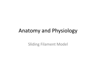 Anatomy and Physiology

   Sliding Filament Model
 