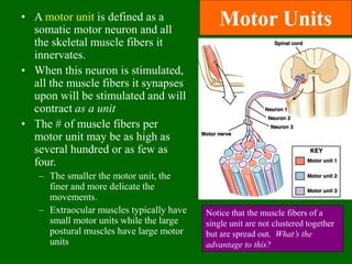 muscleppt-090806071306-phpappjdasdasdsadasdas | PPT