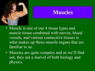 Muscles ,[object Object],[object Object]