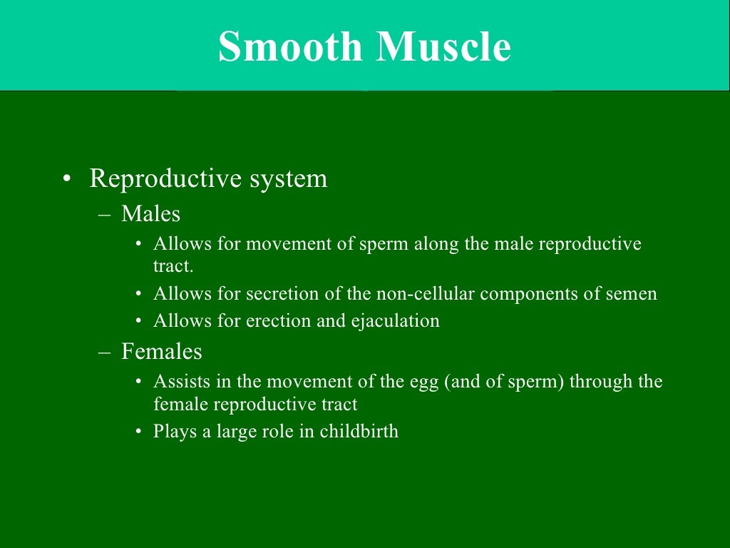 muscle-ppt