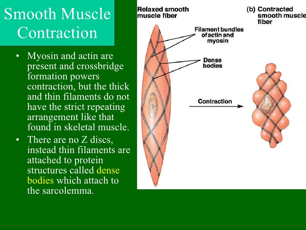 muscle-ppt