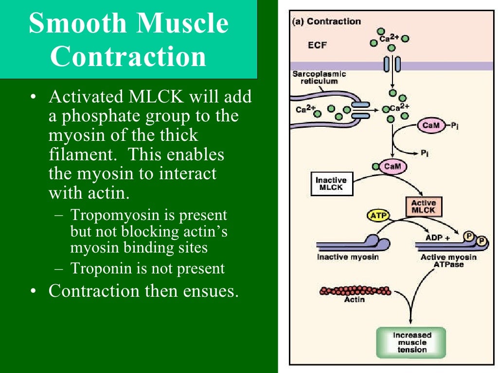 muscle-ppt