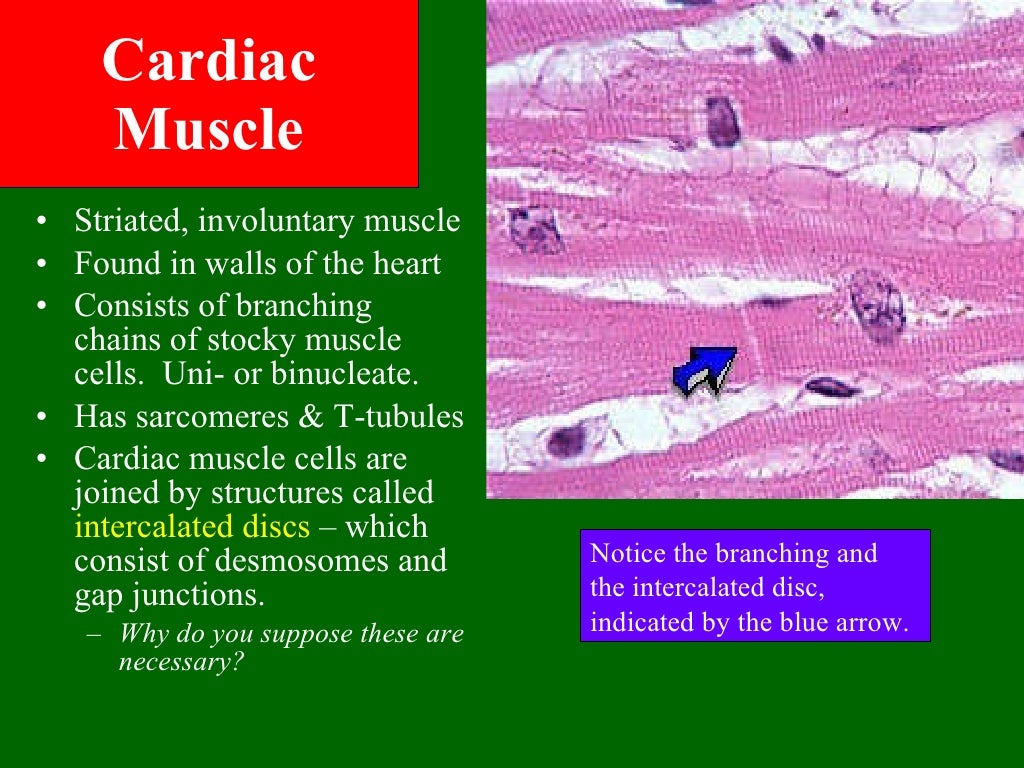 muscle-ppt