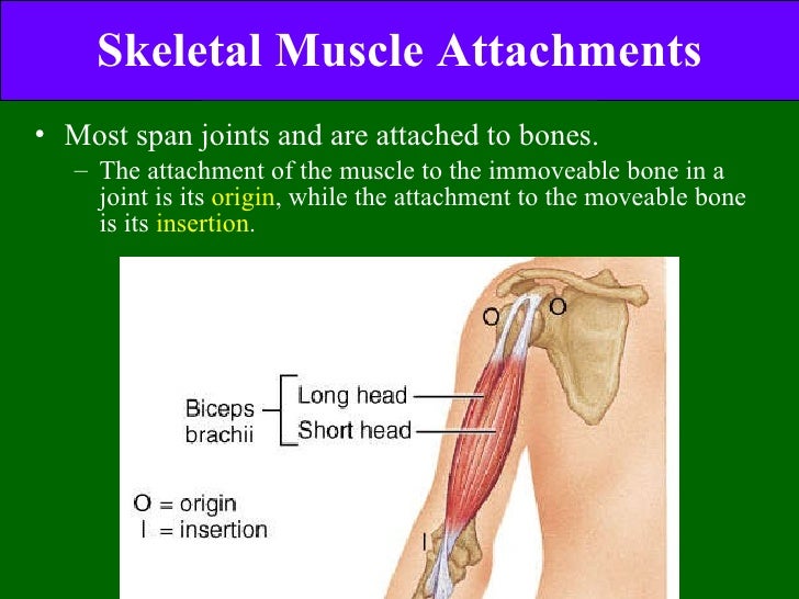 Muscle Ppt