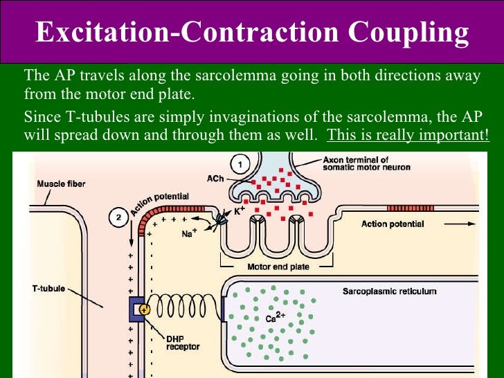 Ec Coupling In Smooth Muscle