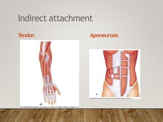 Indirect attachment
Tendon Aponeurosis
 