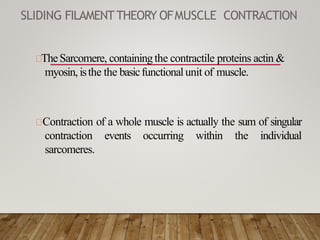 SLIDING FILAMENTTHEORY OFMUSCLE CONTRACTION
TheSarcomere, containingthe contractile proteins actin &
myosin, isthe the basicfunctionalunit of muscle.
Contraction of a whole muscle is actually the sum of singular
contraction events occurring within the individual
sarcomeres.
 