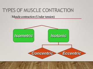TYPES OF MUSCLE CONTRACTION
Musclecontraction (Under tension)
Isometric Isotonic
Eccentric
Concentric
 