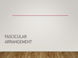 FASCICULAR
ARRANGEMENT
 