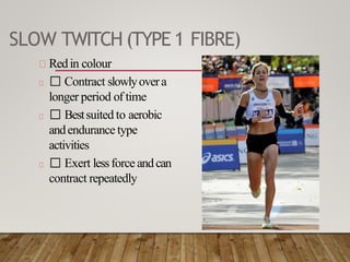 SLOW TWITCH (TYPE 1 FIBRE)
Redin colour
Contract slowlyovera
longer period of time
Bestsuited to aerobic
andendurancetype
activities
Exert lessforce andcan
contract repeatedly
 