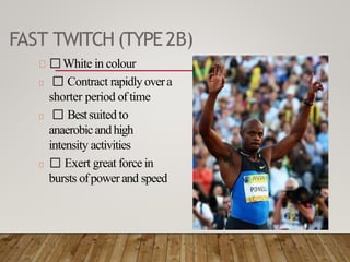 FAST TWITCH (TYPE2B)
White in colour
Contract rapidlyovera
shorter period oftime
Bestsuited to
anaerobicandhigh
intensity activities
Exert great force in
bursts ofpowerand speed
 