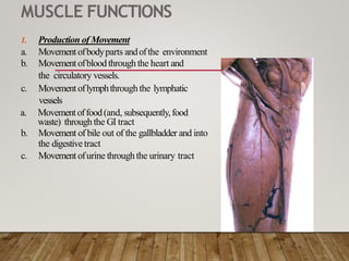 MUSCLE FUNCTIONS
1. Production of Movement
a. Movementofbodyparts andofthe environment
b. Movementofbloodthroughthe heart and
the circulatory vessels.
c. Movementoflymphthroughthe lymphatic
vessels
a. Movementoffood(and, subsequently,food
waste) throughthe GI tract
b. Movement of bile out of the gallbladder and into
the digestivetract
c. Movementofurine throughthe urinary tract
 