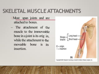 SKELETAL MUSCLEATTACHMENTS
re
he
ble
in,
he
its
Most span joints and a
attached to bones.
– The attachment of t
muscle to the immovea
bonein ajoint isits orig
whilethe attachment to t
moveable bone is
insertion.
 