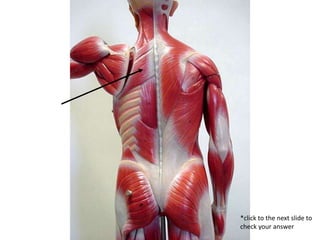 Pratical Muscle Muscle Practice | PPTX