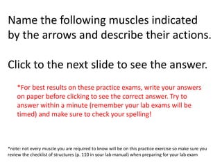 Muscle Practice | PPTX