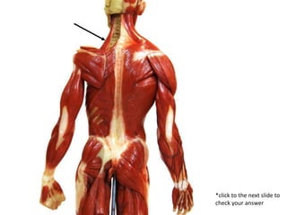 Pratical Muscle Muscle Practice | PPTX