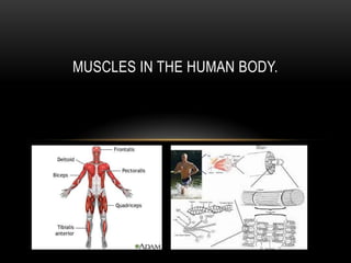 MUSCLES IN THE HUMAN BODY.
 