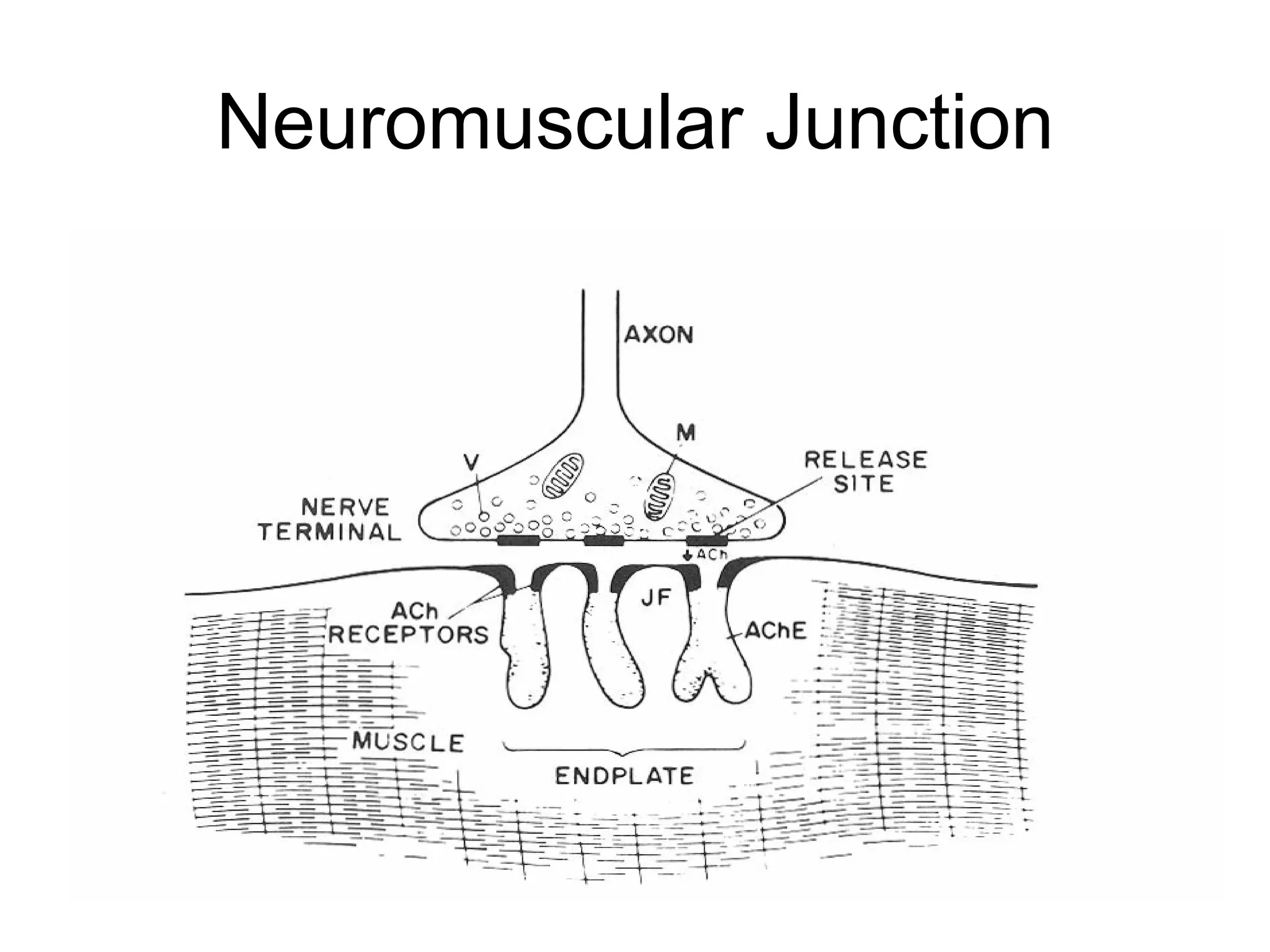 Neuromuscular Junction 