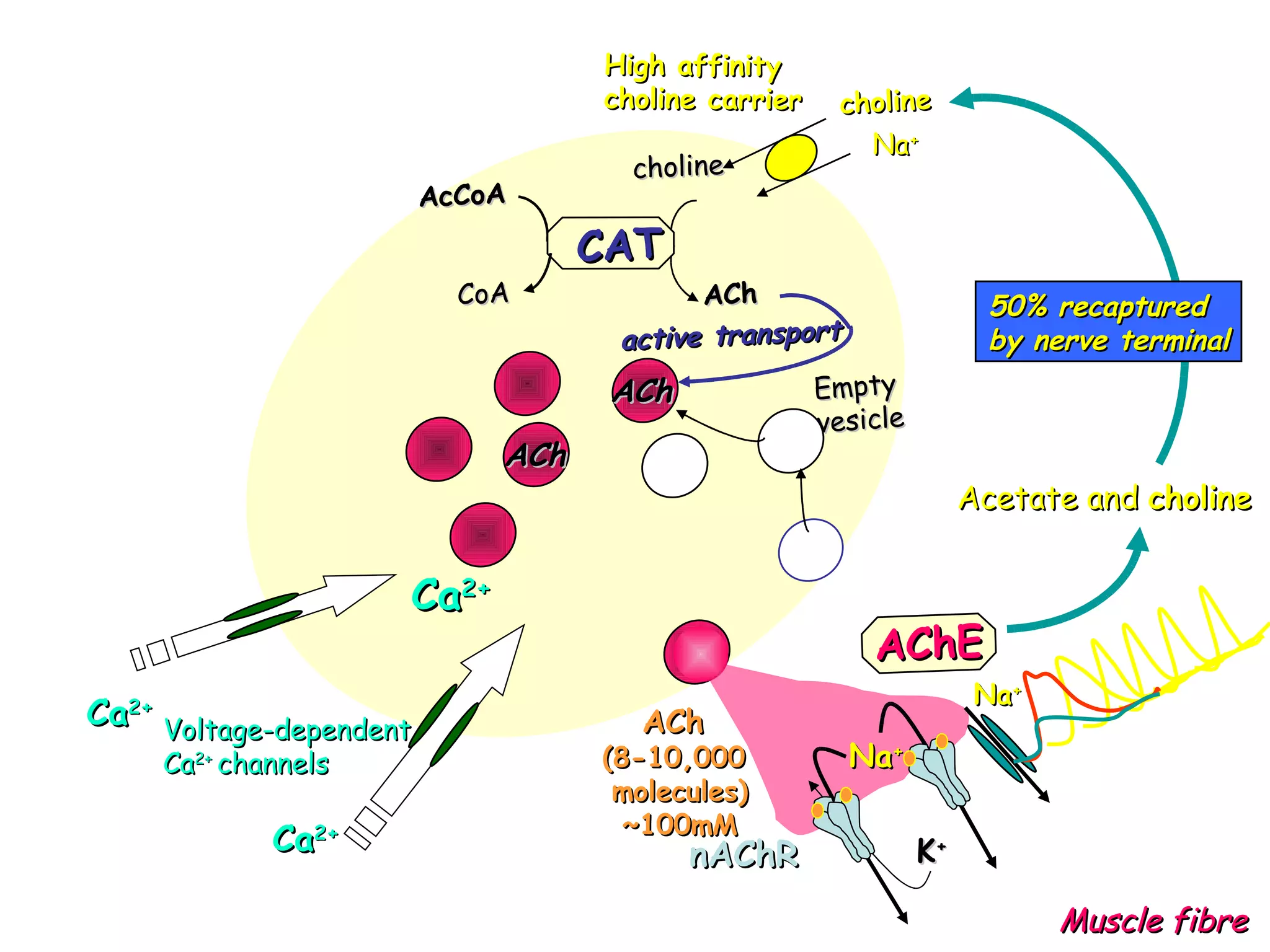 Acetate and  choline 50% recaptured  by nerve terminal Voltage-dependent Ca 2+  channels High affinity  choline carrier Empty  vesicle choline Na + Ca 2+ Ca 2+ Ca 2+ ACh ACh ACh Na + K + nAChR Na + Muscle fibre ACh  (8-10,000  molecules) ~100mM CAT AcCoA CoA choline ACh active transport AChE 