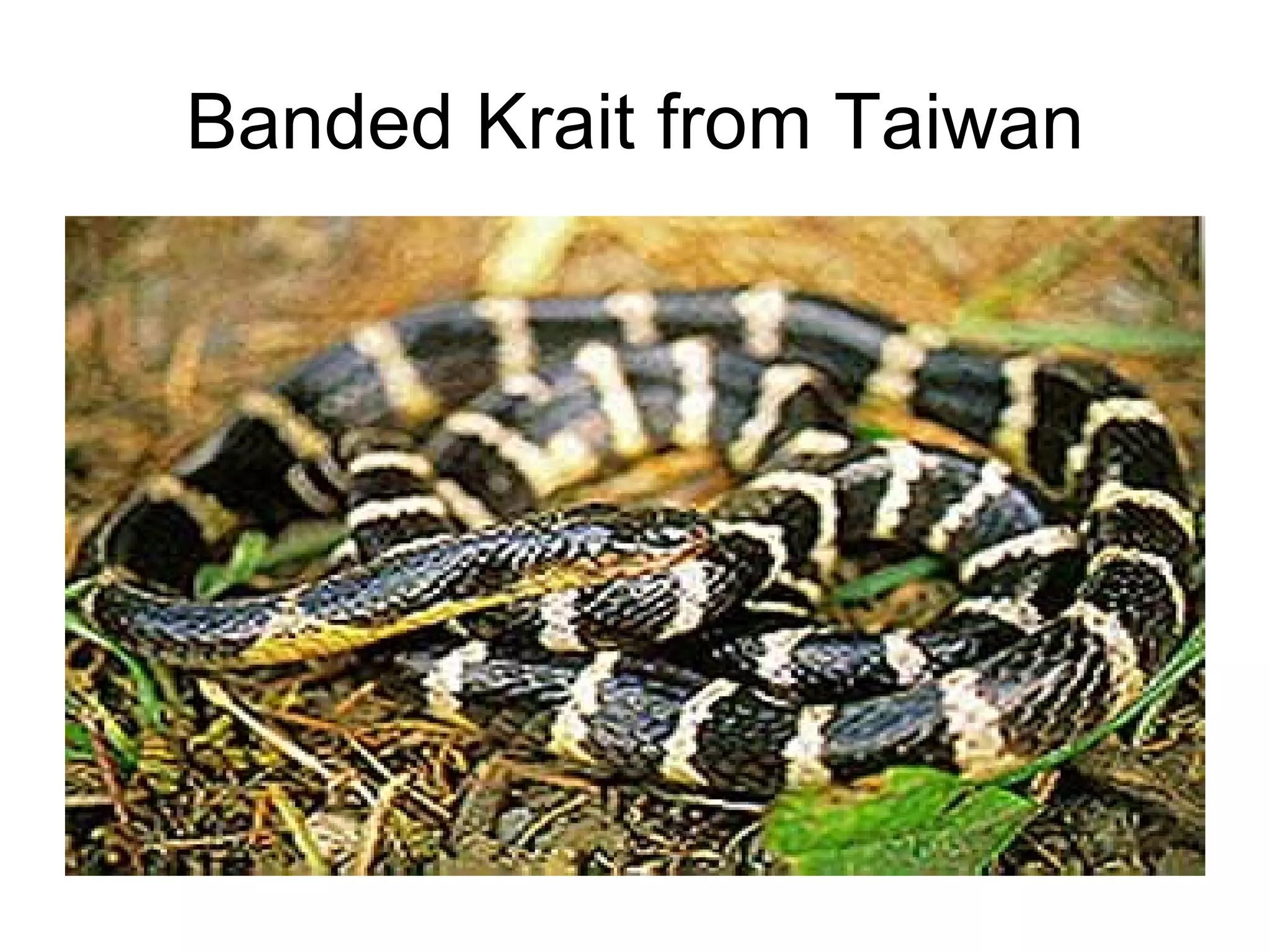 Banded Krait from Taiwan 