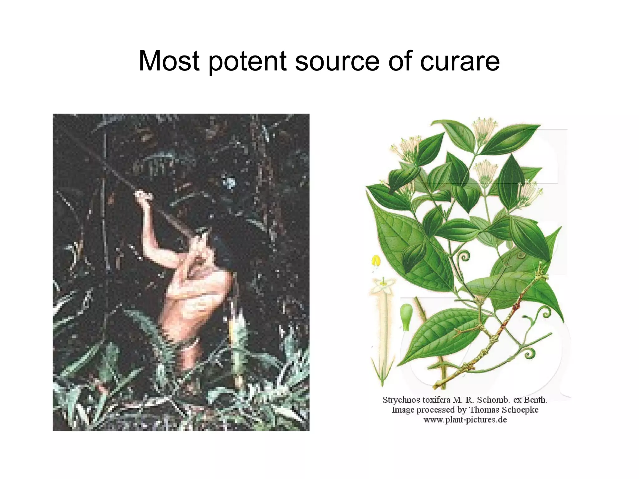 Most potent source of curare 