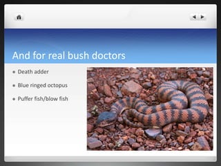 And for real bush doctors
 Death adder
 Blue ringed octopus
 Puffer fish/blow fish
 