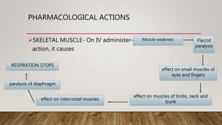 PHARMACOLOGICAL ACTIONS
SKELETAL MUSCLE- On IV administer-
action, it causes
Flaccid
paralysis
effect on small muscles of
eyes and fingers
effect on muscles of limbs, neck and
trunk
effect on intercostal muscles
paralysis of diaphragm
RESPIRATION STOPS
Muscle weakness
 