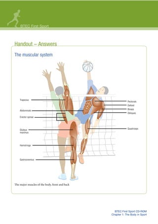 BTEC First Sport CD-ROM
Chapter 1: The Body in Sport
Handout – Answers
The muscular system
The major muscles of the body, front and back
BTEC First Sport
Pectorals
Deltoid
Biceps
Obliques
Quadriceps
Trapezius
Abdominals
Erector spinae
Gluteus
maximus
Hamstrings
Gastrocnemius
 