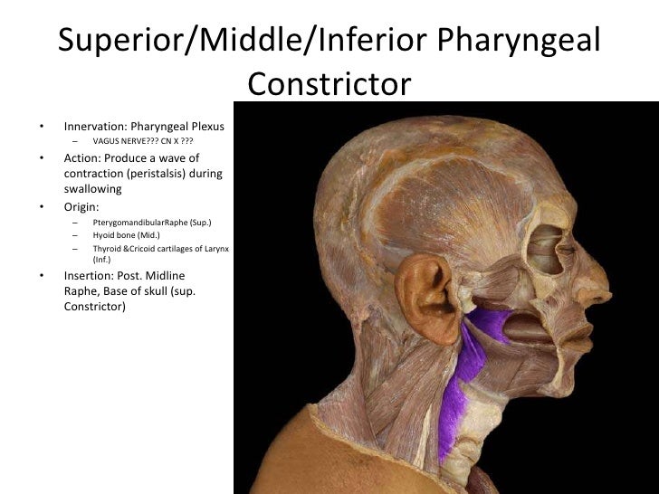 superior constrictor muscle superior constrictor muscle
