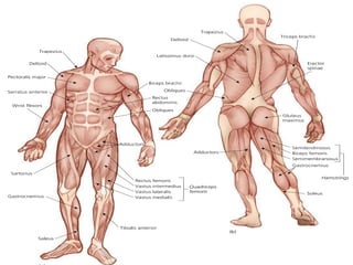 Muscles year 10 Sport Science | PPTX