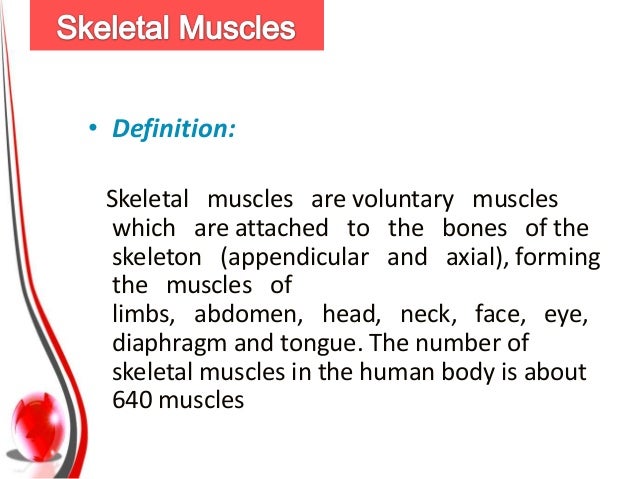 Muscles