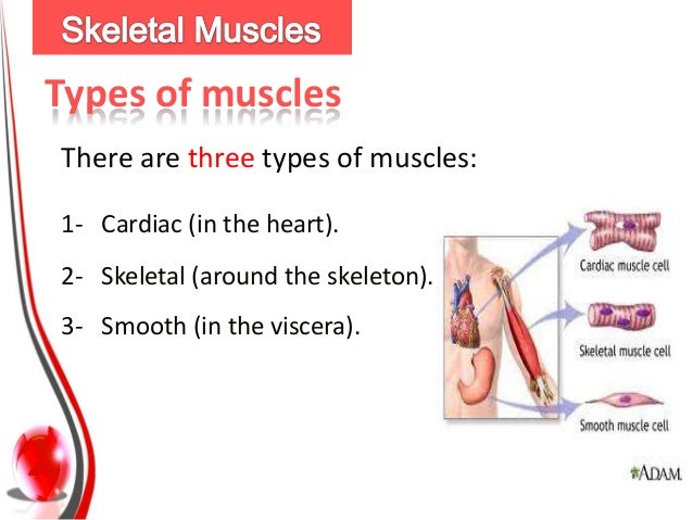What are the contractile units of skeletal muscles?