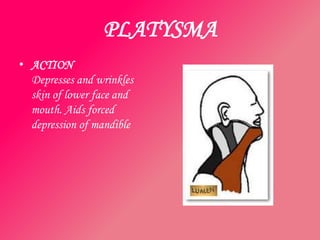 PLATYSMA
• ACTION
  Depresses and wrinkles
  skin of lower face and
  mouth. Aids forced
  depression of mandible
 