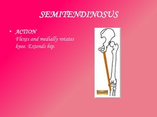 SEMITENDINOSUS
• ACTION
  Flexes and medially rotates
  knee. Extends hip.
 