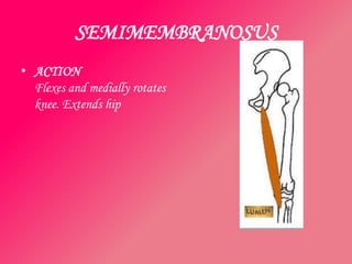 SEMIMEMBRANOSUS
• ACTION
  Flexes and medially rotates
  knee. Extends hip
 