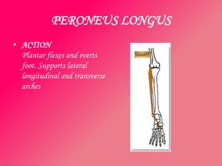 PERONEUS LONGUS
• ACTION
  Plantar flexes and everts
  foot. Supports lateral
  longitudinal and transverse
  arches
 