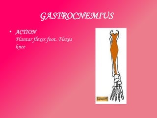 GASTROCNEMIUS
• ACTION
  Plantar flexes foot. Flexes
  knee
 