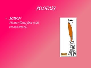 SOLEUS
• ACTION
  Plantar flexes foot (aids
  venous return)
 
